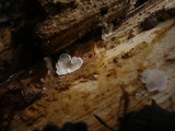 Pleurotellus chioneus image