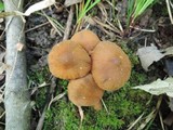 Cortinarius distans image