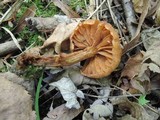 Cortinarius distans image