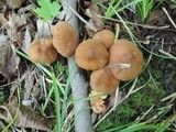 Cortinarius distans image