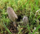 Coprinopsis saccharomyces image