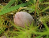 Coprinopsis saccharomyces image