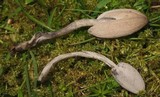 Coprinopsis saccharomyces image