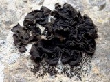 Collema subflaccidum image