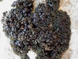 Collema polycarpon image