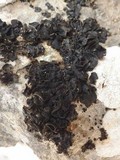 Collema fuscovirens image