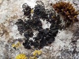 Collema subflaccidum image