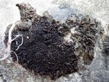 Leptogium schraderi image