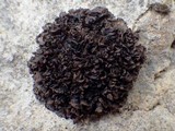 Leptogium plicatile image