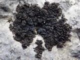 Collema auriforme image