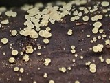 Bisporella pallescens image