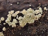 Bisporella pallescens image