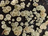 Bisporella pallescens image
