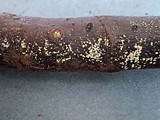 Bisporella pallescens image