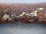 Bisporella pallescens image