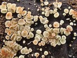 Bisporella pallescens image