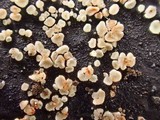 Bisporella pallescens image