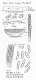 Bisporella pallescens image