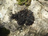 Collema tenax var. tenax image