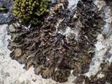 Collema latzelii image