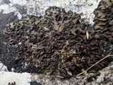Collema latzelii image