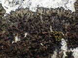 Collema latzelii image