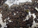 Collema latzelii image