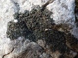 Blennothallia crispa image