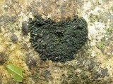 Blennothallia crispa image