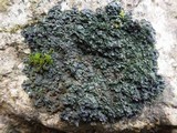 Blennothallia crispa image