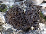 Collema auriforme image