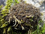 Collema auriforme image