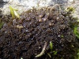 Collema auriforme image
