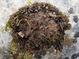 Collema auriforme image