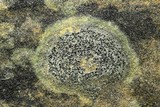 Biatora tetramera image