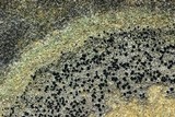 Biatora tetramera image