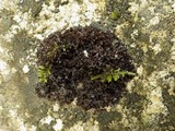 Leptogium schraderi image