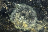 Biatora tetramera image