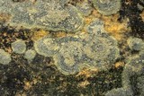Biatora tetramera image