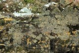 Biatora tetramera image
