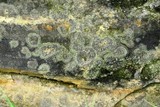 Biatora tetramera image