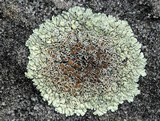 Lecanora muralis image