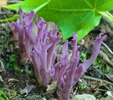 Clavaria zollingeri image