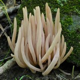 Clavaria fumosa image