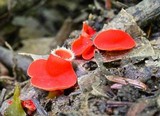 Sarcoscypha occidentalis image