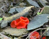 Sarcoscypha occidentalis image