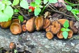 Galiella rufa image