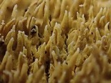 Mycoacia uda image