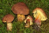 Lanmaoa pseudosensibilis image