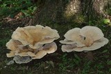 Bondarzewia berkeleyi image